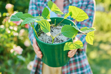 Rooting hydrangea cuttings, growing new plants from cuttings