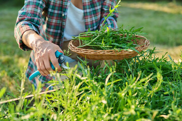 Close up of hands with garden shears cutting arugula herb crop
