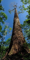 Fototapeta premium Giant rainforest tree from below