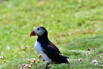 Atlantic puffin or common puffin. Great Saltee Island, Kilmore Quay, Co. Wexford, Ireland