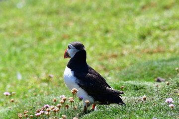 Atlantic puffin or common puffin. Great Saltee Island, Kilmore Quay, Co. Wexford, Ireland
