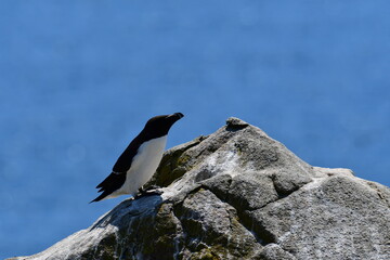 Razorbills on the cliffs, Great Saltee Island, Kilmore Quay, Co. Wexford, Ireland