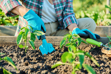 Close up of woman working with bell pepper plants in soil in raised beds using gardening tools.