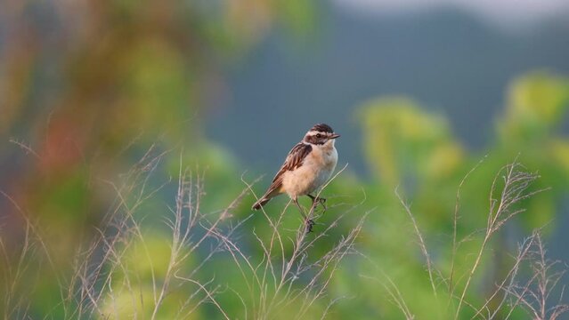 A common male whinchat sits atop dry plants and calls toward the camera lens on a sunny summer evening.