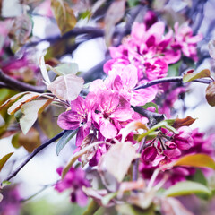 Nature background with spring flowers. Selective and soft focus. Close up.	
