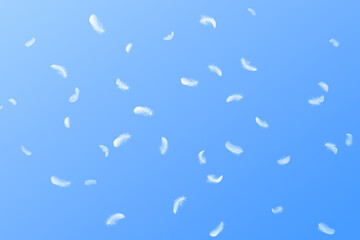 Abstract Many White Bird Feathers Floating in A Blue Sky. Softness of Feathers Falling in Heavenly.	