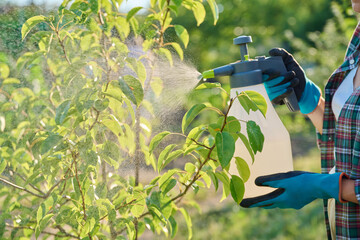 Gardener woman with sprayer caring spraying young pear tree in garden