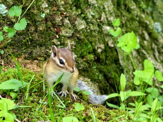 Wild Ezo chipmunk in the forest, eastern Hokkaido
