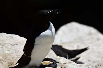Razorbills on the cliffs, Great Saltee Island, Kilmore Quay, Co. Wexford, Ireland