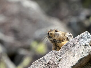 Wild Ezon pika at Lake Shikaribetsu, Hokkaido