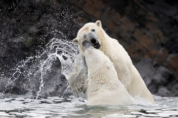 polar bear, mother and cub are playing in water