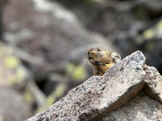 Wild Ezon pika at Lake Shikaribetsu, Hokkaido
