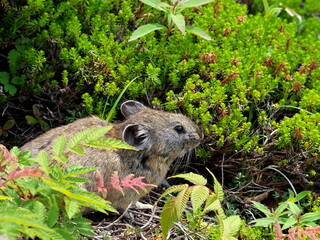 Wild Ezon pika at Lake Shikaribetsu, Hokkaido