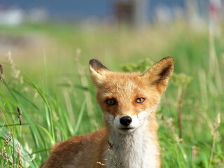 Eastern Hokkaido, wild red fox