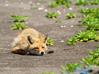 Eastern Hokkaido, wild red fox