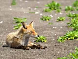 Eastern Hokkaido, wild red fox