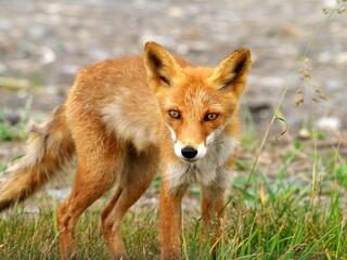 Eastern Hokkaido, wild red fox