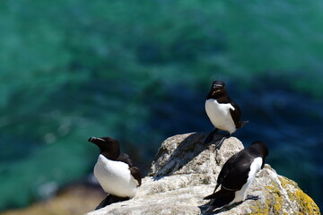 Razorbills on the cliffs, Great Saltee Island, Kilmore Quay, Co. Wexford, Ireland