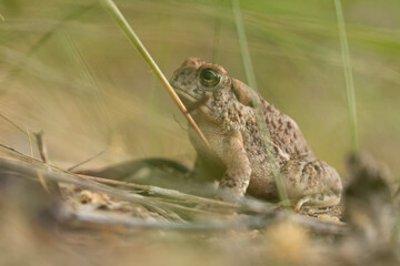 A Red Spotted Toad sits among the rushes on a sunny summer morning at the edge of a pond in the desert mountains of Southern Utah, USA.