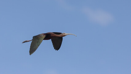 A White Faced Ibis shows it's iridescent green wings and red body as it soars over the Bear River Migratory Bird Refuge, with the Wasatch Mountains of Utah, USA in the distance.
