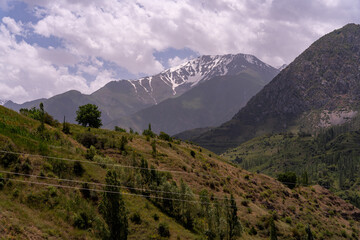 A mountain range with snow on the top and a tree in the foreground