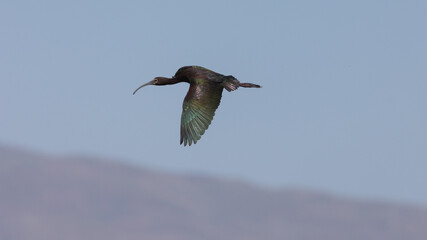 A White Faced Ibis flaps it's iridescent wings as it soars over the Bear River Migratory Bird Refuge, with the Wasatch Mountains of Utah, USA in the distance.