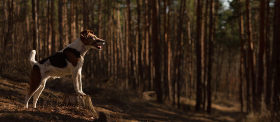 fox terrier dog standing on a tree trunk in a pine forest panoramic