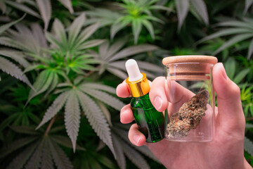 Scientist's hand holding green dropper bottle and laboratory glass jar with cannabis buds against  background of marijuana blurred green leaves. product of CBD and THC hemp oil for treatment oil.