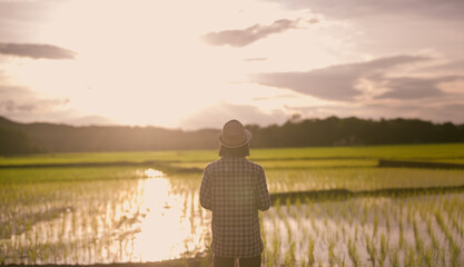 woman in agricultural clothing is observing the newly planted rice field in the twilight, with the...