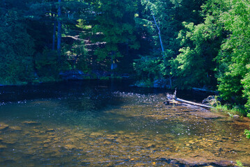 Serene forest pond with clear water and lush greenery