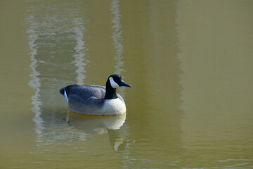 Floating Decoy Goose