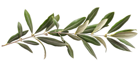 Obraz premium a olive tree with leaves isolated on white or transparent png