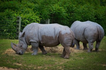 Fototapeta premium Rhinoceroses Grazing in a Field