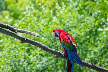 Colorful parrot perched on a tree branch in a forest