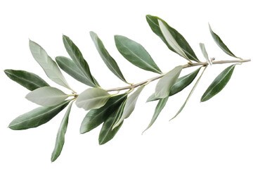 Obraz premium a olive tree with leaves isolated on white or transparent png