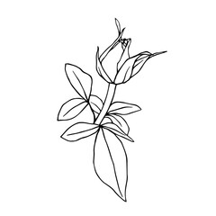Botanical contour, linear sketch of a rose flower. Vector graphics.
