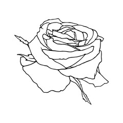 Botanical contour, linear sketch of a rose flower. Vector graphics.