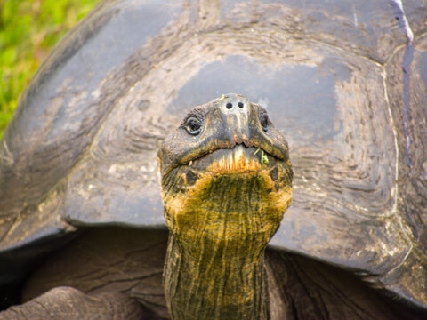 Close up of Galapagos Tortoise face and shell taken on  Santa Cruz Island, Ecuador