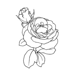 Botanical contour, linear sketch of a rose flower. Vector graphics.