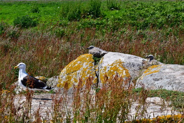 Seagull with a chicks. Great Saltee Island, Kilmore Quay, Co. Wexford, Ireland