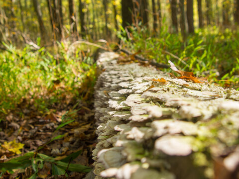 Looking along shelf mushroom covered log in forest