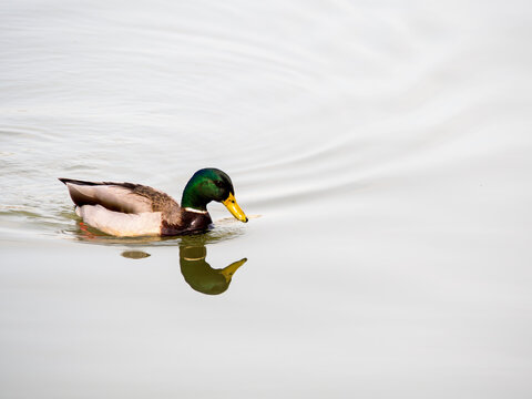 Mallard drake with reflection on water