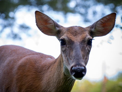 White-tailed deer close-up - urban wildlife