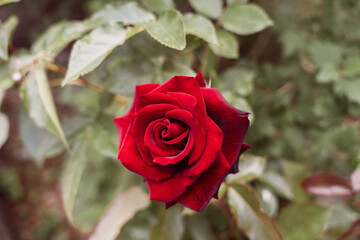 A red rose is the main focus of the image, surrounded by green leaves