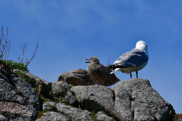 Seagull with a chicks. Great Saltee Island, Kilmore Quay, Co. Wexford, Ireland
