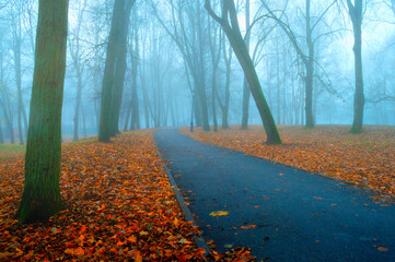Autumn November foggy landscape. Deserted autumn park with bare autumn trees and dry fallen orange...
