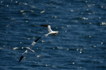Gannets, Great Saltee Island, Kilmore Quay, Co. Wexford, Ireland