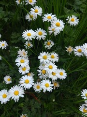 Fototapeta premium daisies in the garden