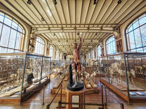 Skeletons in the Gallery of Paleontology and Comparative Anatomy, French Museum of Natural History in the Jardin des Plantes, Paris