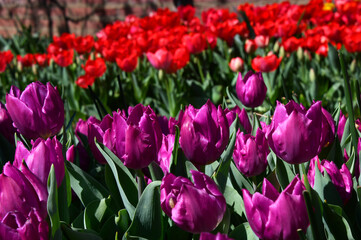 Purple Prince Tulips Grow in Memphis